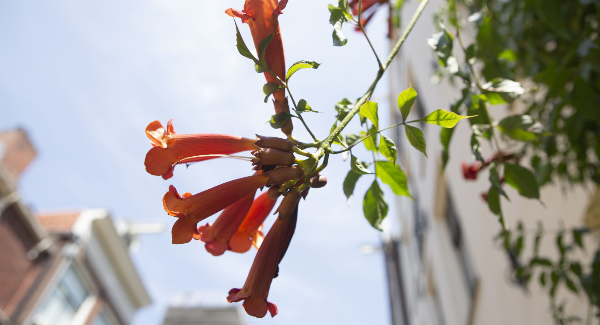 detail bloem met gebouw en lucht op achtergrond