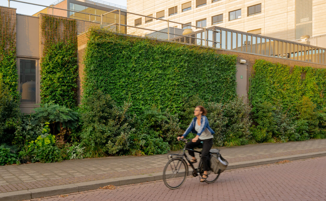 RadboudUMC geveltuin en zelfhechtende klimpanten