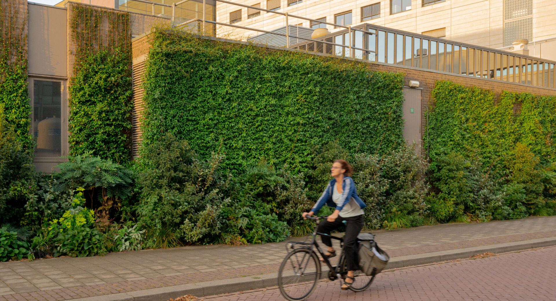 RadboudUMC geveltuin en zelfhechtende klimpanten