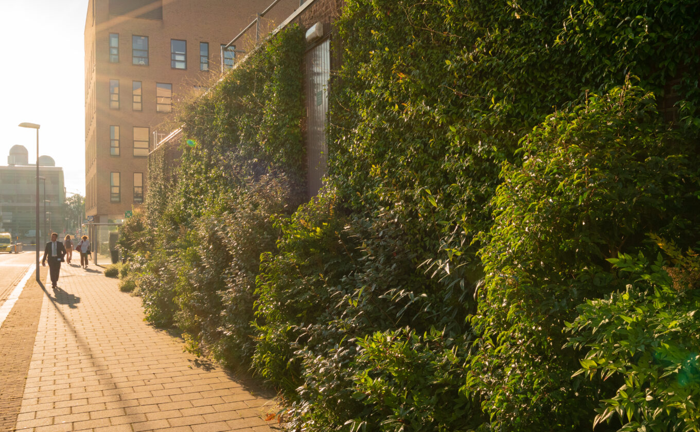 groene wand / vertikale wand bij Radboudumc Nijmegen