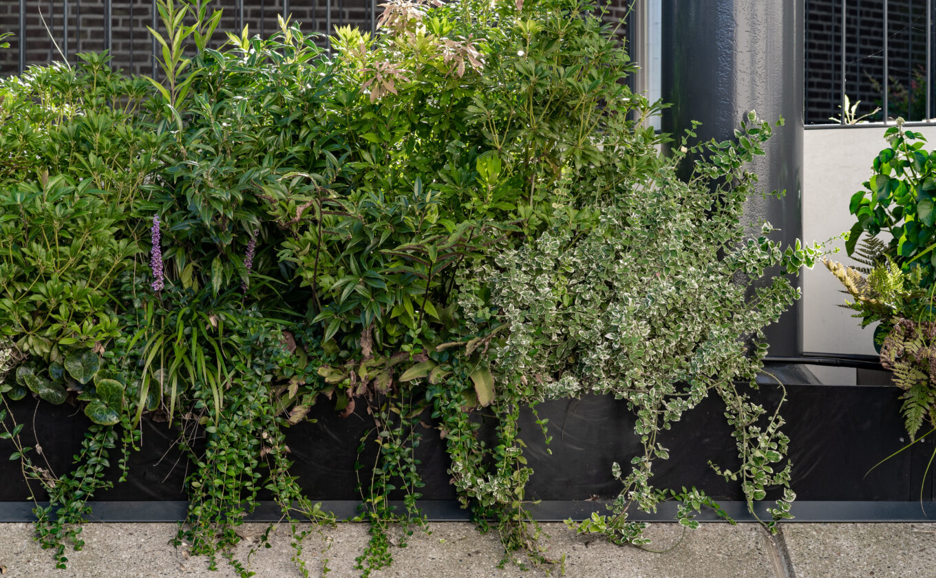 Groene border met beplanting bij RadboudUmc, Nijmegen als onderdeel van Healing Environment