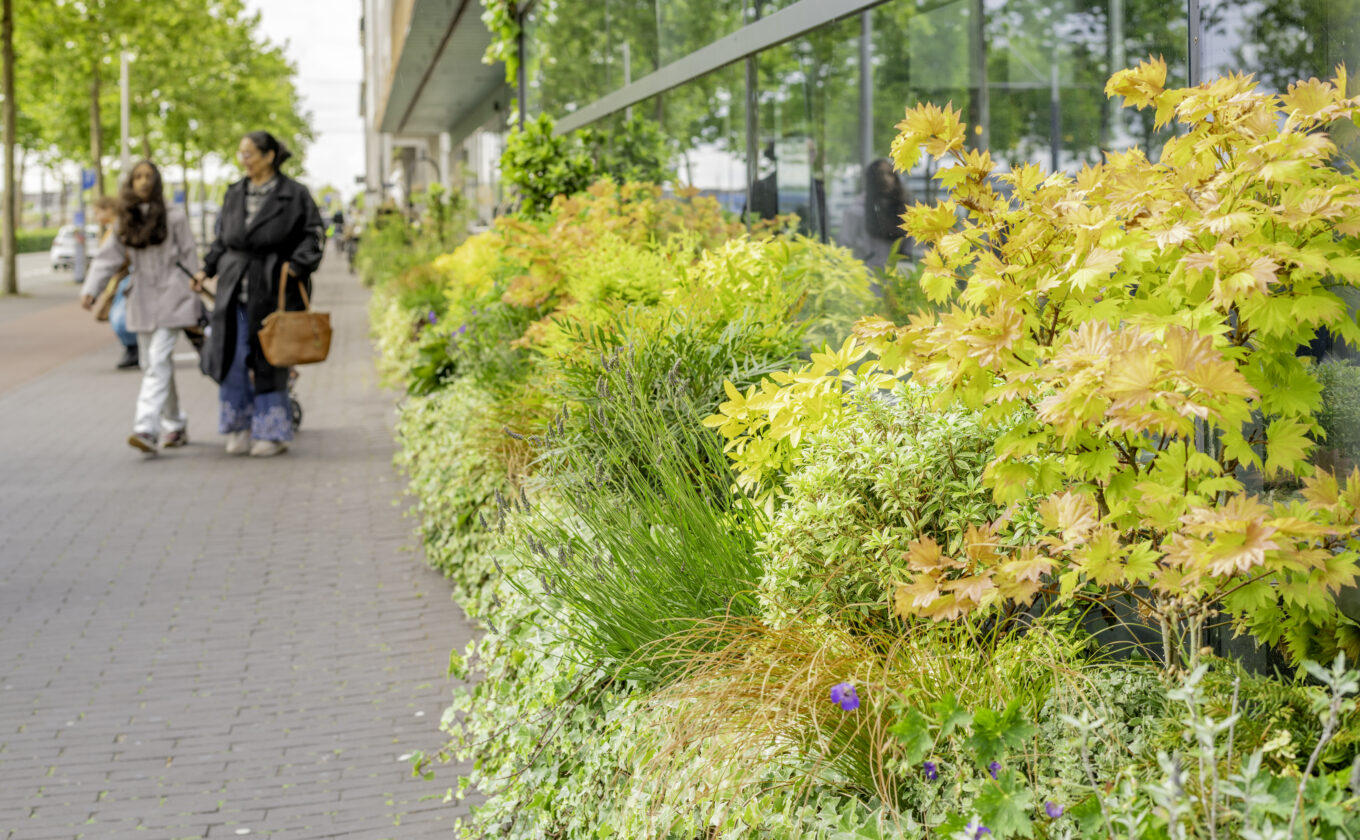 Groen is het nieuwe goud - beplanting bij Winkelcentrum IJburg