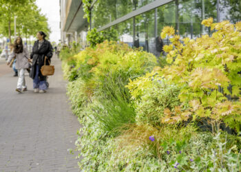 Groen is het nieuwe goud - beplanting bij Winkelcentrum IJburg